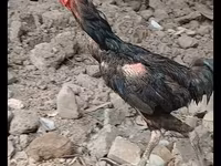 Chickens — รูปภาพ 2