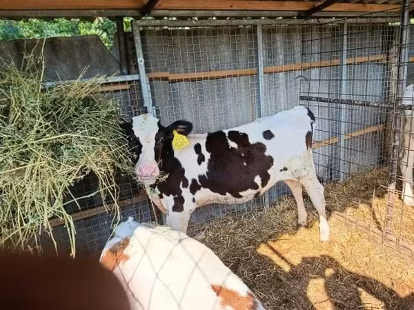 Cow, Holstein breed — Hungary