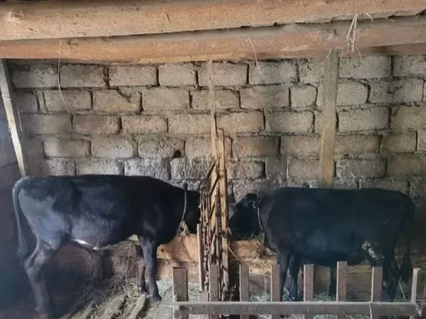 Bull, Cattle