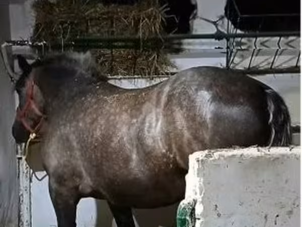 母马, Horses
