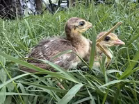 Guinea fowl — foto 1