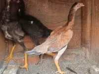 Chickens — รูปภาพ 5