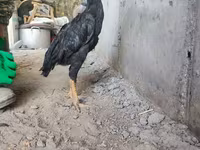 Shamo chickens — foto 4