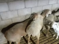 Montone, Arashan sheep — foto 3