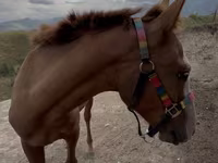 Kůň, Tiger horse — foto 1