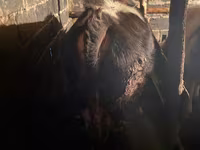ወንድ በሬ, Kazakh White-headed cow — ፎቶ 2