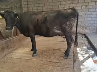 Mucca, Simmental cattle — foto 1