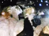 ஆண் ஆடு, ஆடுகள் — புகைப்படம் 4