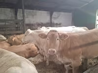 Lembu betina, Blonde d’Aquitane cattle — foto 2