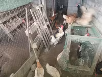 Chickens — 照片 1