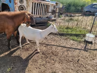 Capra, Capre — foto 5