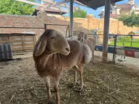 แกะตัวผู้, Arashan sheep — รูปภาพ 4