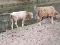 گاو نر, نژاد آولی‌اکول — عکس 3