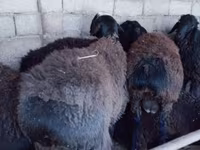 Vædder, Blackheaded Persian sheep — foto 6