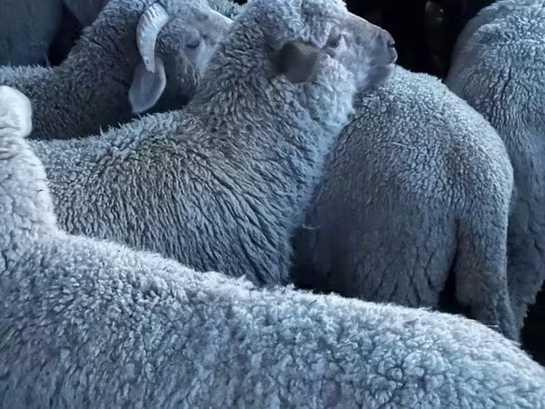 میش, Merino sheep