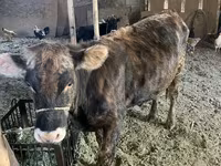 Lembu jantan, Cattle — foto 7