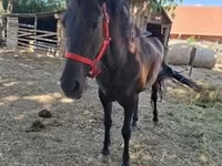 雌馬, Hungarian horse breed — 写真 3