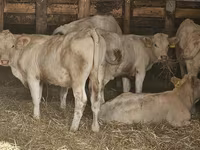 Sapi, Charolais cattle — foto 2