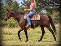 مادیان, Quarter Horse — عکس 4