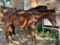 Kůň, Kisber felver — foto 3