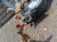 Ducks — عکس 4
