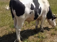 Bulle, Holstein-Rasse — Foto 4