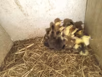 Ducks — foto 2
