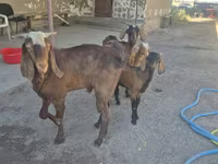 Ri’ dhaddig, Alpine goat — sawirka 2
