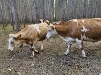 Lembu betina, Simmental cattle — foto 1