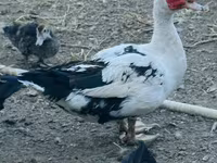 Ducks — عکس 3