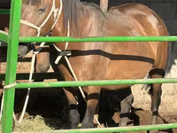 مادیان, Kazakh horse — عکس 2