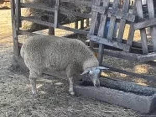 মেষী, Beltex sheep