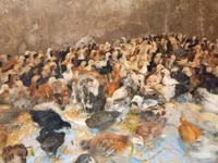 Chickens — 사진 3