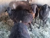 Kambing jantan, Sheep — foto 1