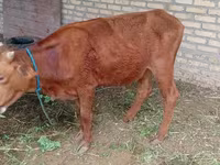 公牛, Cattle — 照片 1