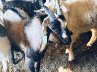 Ziegenbock, Nubian Goat — Foto 4