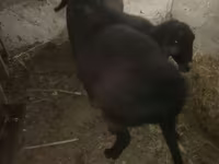 Beran, Hissar sheep — foto 4
