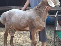 Κριός, Arashan sheep — φωτογραφία 1