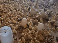 Ducks — foto 4