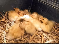Ducks — foto 1
