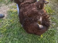 मेढ़ा, Kuibyshev sheep — फ़ोटो 8