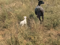 แกะตัวเมีย, Romanov sheep — รูปภาพ 5