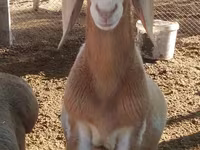 Beran, Arashan sheep — foto 1