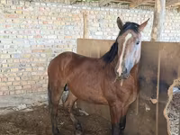 گھوڑا, Thoroughbred horse — تصویر 7
