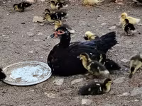 Ducks — 사진 3