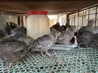 Quails — fotografija 1