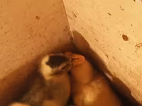 Ducks — புகைப்படம் 5