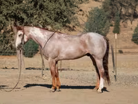公马, National Show Horse — 照片 6