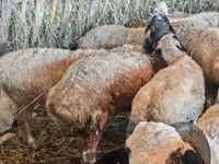 گوسفند (گروه، جنسیت مشخص نشده), Hissar sheep — عکس 5
