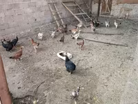 Chickens — عکس 2